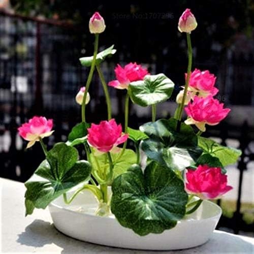 Lotus 40 Seeds With Plant Growth Booster