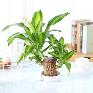 1. Lucky Brazil Wood Potted Plant ( Pack Of 1 )