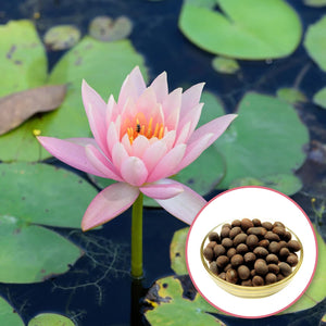 1. Magical Lotus Seeds ( Pack Of 20 )
