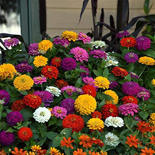 Mixed flower seeds (multicolour) pack of 100 seeds