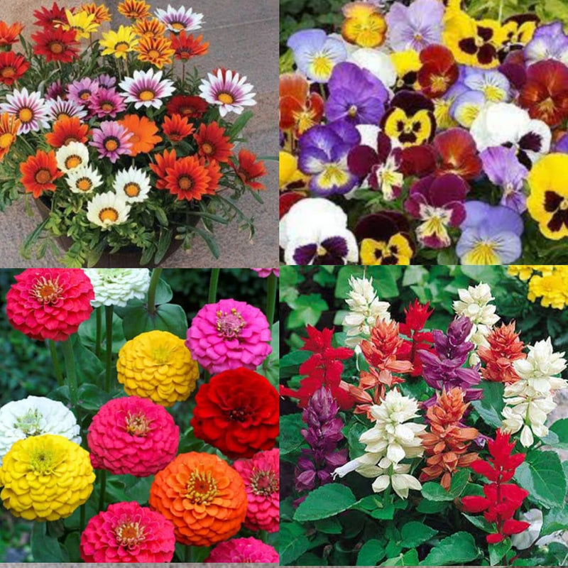 Mixed flower seeds (multicolour) pack of 50 seeds