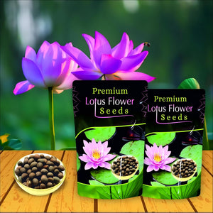 1. Natural Original Kamal Gatta Lotus Seeds ( Pack Of 40 )