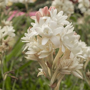 1. Tuberoses, Rajnigandha ( PACK OF 2)