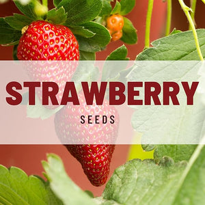 1. Strawberry Alpine Fragaria Variety 20 Seeds