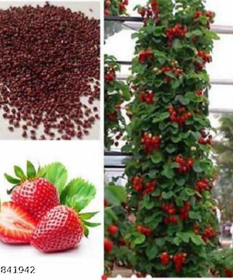 Strawberry Alpine Fragaria Variety 20 Seeds