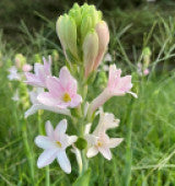Tuberoses, Rajnigandha (PACK OF 2)